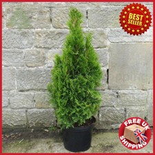 6ft bushy thuja for sale  OXFORD