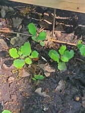 One lovely white for sale  Red Bluff