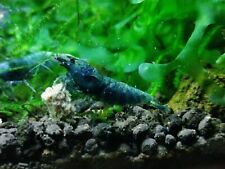 Crevette aquarium deep d'occasion  Limoges-
