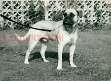 1960 photo dog for sale  PRESTON