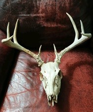 Deer antler rack for sale  Hannibal