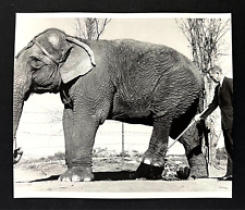 1960s Circo Elefante Truque Andando Sobre Homem Treinador Interruptor Foto de Imprensa Vintage comprar usado  Enviando para Brazil