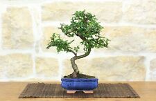 Bonsai olmo cinese usato  Giovinazzo