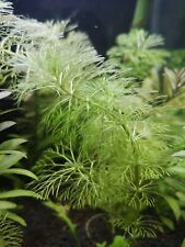 Pianta acquario talee usato  Forli