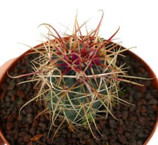Ferocactus chrysacanthus red usato  Italia