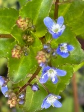 Brooklime veronica beccabunga for sale  BUCKFASTLEIGH
