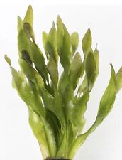 Bunches vallisneria corkscrew for sale  LONDON