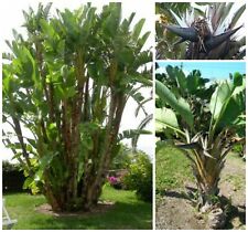 Semi strelitzia nicolai usato  Nizza di Sicilia