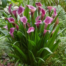 Zantedeschia grape velvet for sale  UK