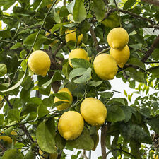 Zitronenbaum citrus limon gebraucht kaufen  Wurzen