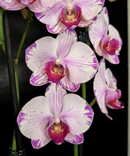 Rare phalaenopsis fong for sale  NOTTINGHAM