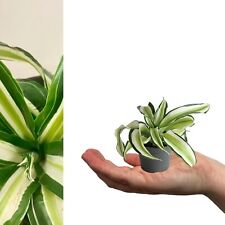 Dragon tree dracaena for sale  GLASGOW