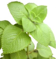 Live mexican mint for sale  Naples