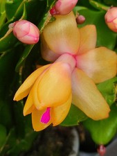 Weihnachtskaktus schlumbergera gebraucht kaufen Weihnachtskaktus schlumbergera gebraucht kaufen  Muldestausee