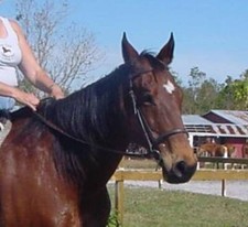 New black brown for sale  Dunnellon