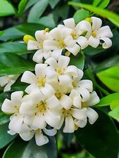 Orange jasmine murraya d'occasion  Expédié en France