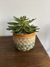 Faux succulent plant for sale  Russellville