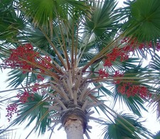 Livistona rotundifolia palma usato  Napoli