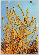 D329005 Forsythien. Forsythia suspensa. Popp Verlag Heidelberg. Dipl-in de gravação comprar usado  Enviando para Brazil