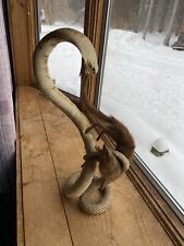 snake taxidermy for sale  Naples