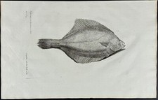 Willughby ray flounder. for sale  Franklin