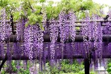 Corte de plantas Wisteria-Glicinia para enraizamento e propagação, usado comprar usado  Enviando para Brazil