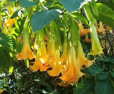 Brugmansia pumpkin yellow for sale  Venice