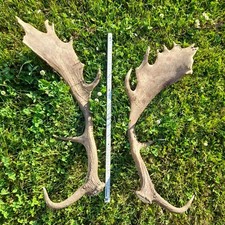 Hirschgeweih damhirsch abwurfs gebraucht kaufen  Meckesheim
