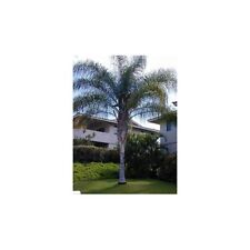 Tropical queen palm for sale  Vero Beach