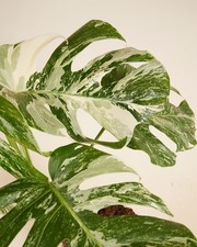 Monstera deliciosa albo gebraucht kaufen  Haan