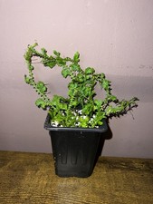 9cm pot selaginella for sale  BASILDON