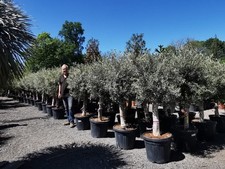 6.5ft olive tree for sale  CLITHEROE