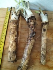 Large horseradish roots for sale  LONDON