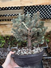 Dwarf colorado blue for sale  Wallkill