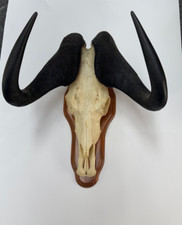 taxidermy plaques for sale taxidermy plaques for sale Charlottesville