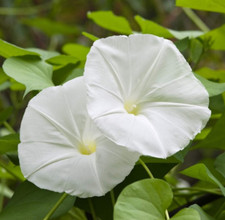 Moonflower white fragrant for sale  Sevierville