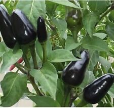 Hot short black for sale  DAGENHAM