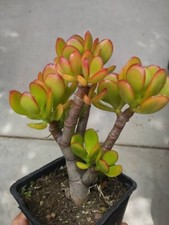 Succulent crassula ovata for sale  Hollister