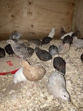 Coturnix quail eggs for sale  VENTNOR