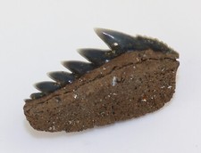 Haizahn hexanchus gigas gebraucht kaufen  Weeze