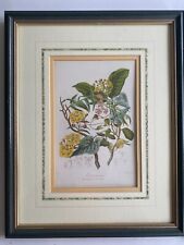 Pair botanical framed for sale  BARNET