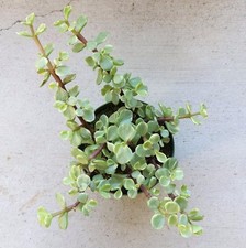 Variegated elephant bush for sale  Lake Forest
