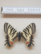 Entomologie luehdorfia japonic gebraucht kaufen  Halle
