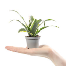 Baby dragon plant for sale  UK