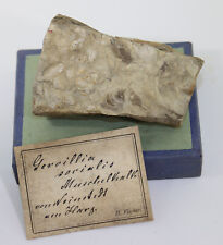 Muscheln gervillia socialis gebraucht kaufen  Weeze