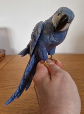 budgerigar birds for sale  TRURO