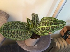large terrarium for sale  Pepperell