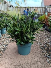Large purple hebe for sale  LARGS