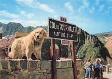 Col tourmalet chien d'occasion  France