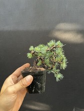 Blue atlas cedar for sale  Wallkill